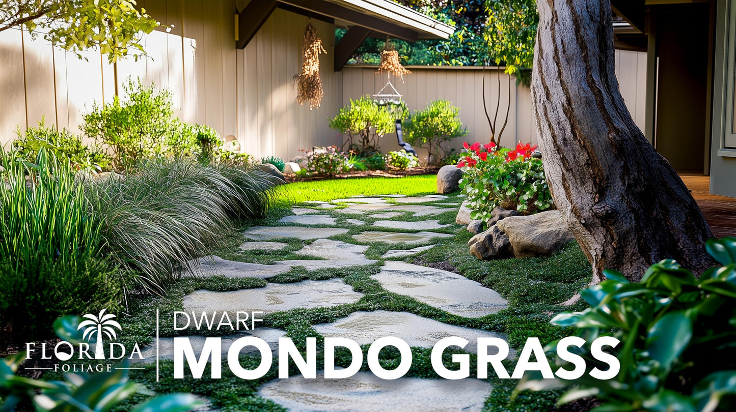 Dwarf Mondo Grass | 15 Large 4 Inch Pots | Ophiopogon Japonicus Nanus | Live Evergreen Shade Loving Groundcover