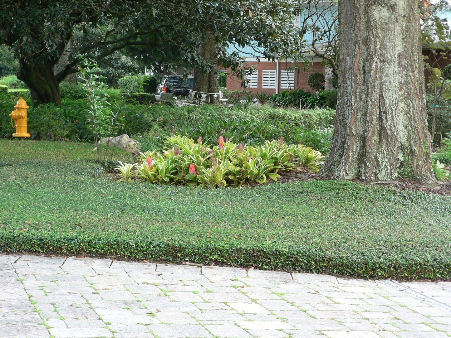 Asiatic Jasmine Minima | 15 Live 4 Inch Plants | Trachelospermum Asiaticum | Ground Cover, Fast Growing, Low Maintenance Evergreen, Cold Hardy, Drought Tolerant, Dense Growth, Landscaping