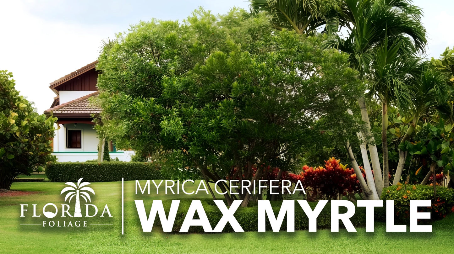 Wax Myrtle | 3 Live 4 Inch Plants | Myrica Cerifera | Fast Growing Shrub, Privacy Screen, Evergreen Foliage, Ornamental, Drought Tolerant, Low Maintenance, Garden Landscape