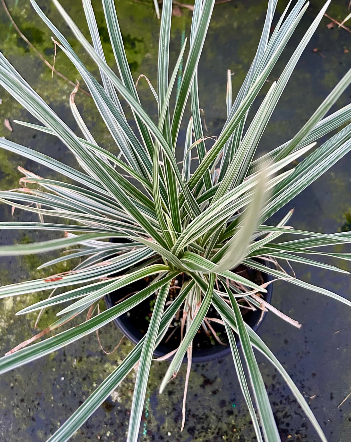 Aztec Grass Live Plant, Variegated Green and White Foliage, Ornamental Grass for Garden and Landscape (2, 1-Gallon)