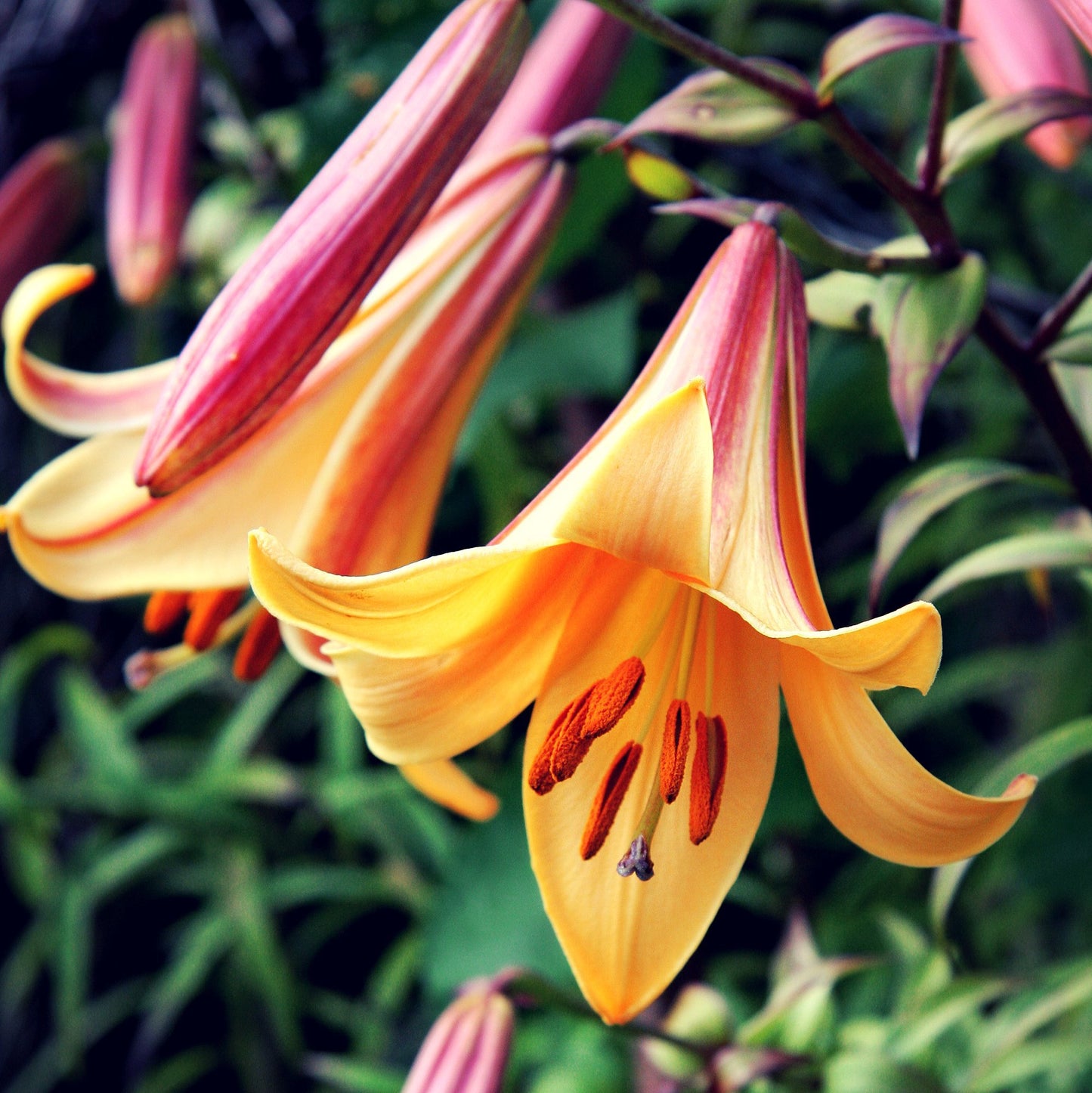 Easy to Grow Lilium Trumpet Lily 'African Queen' Large Plant Bulb (1 Pack) - Tall Fragrant Golden-Apricot Blooms in Summer Gardens