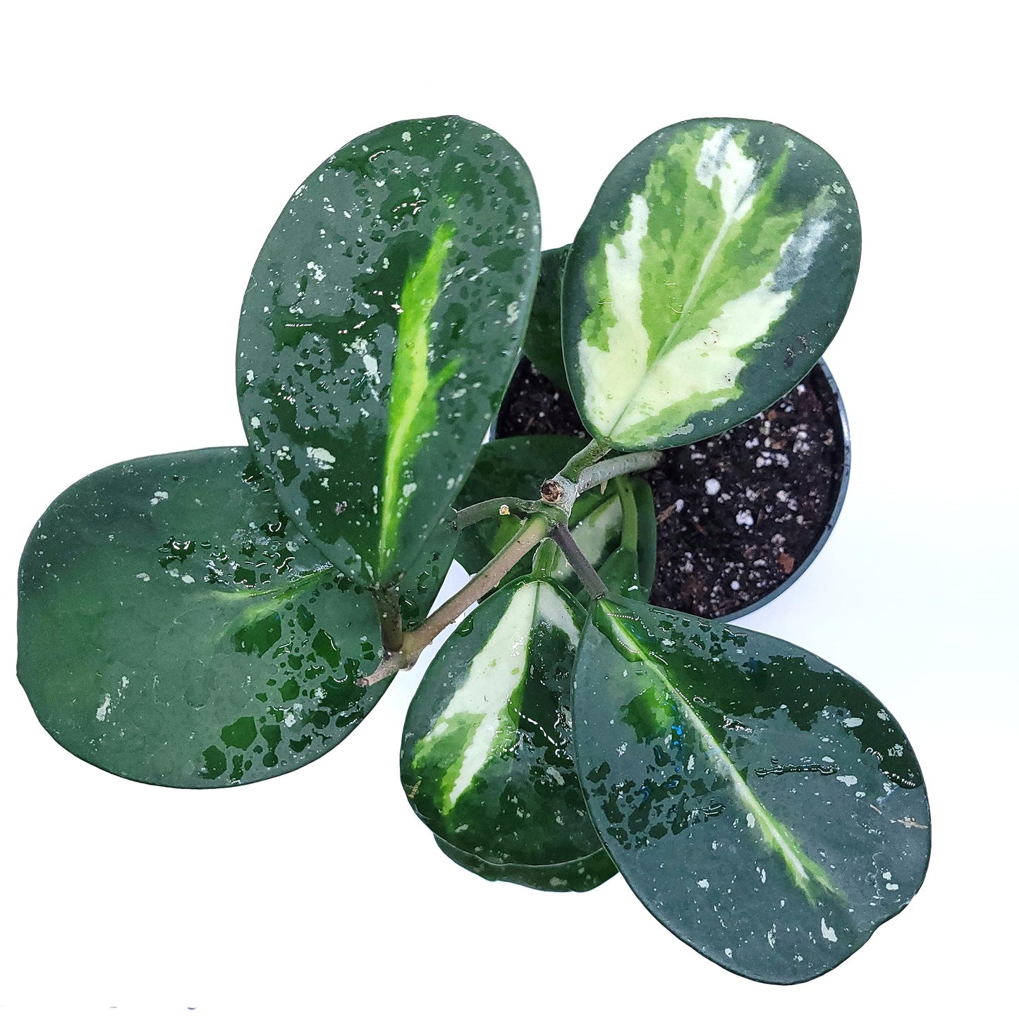 Hoya Obovata Variegated Live Houseplant 4" Pot Easy Care pet Friendly Plant - Variegations Vary from one Another - Ships from California