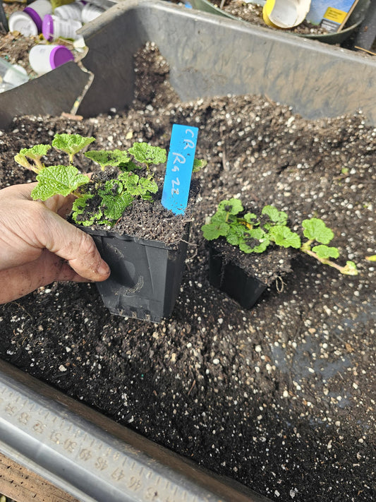 4-Pack Medium Creeping Raspberry Plant, Ground Cover wall Climbing Vine Live in 4" Pot