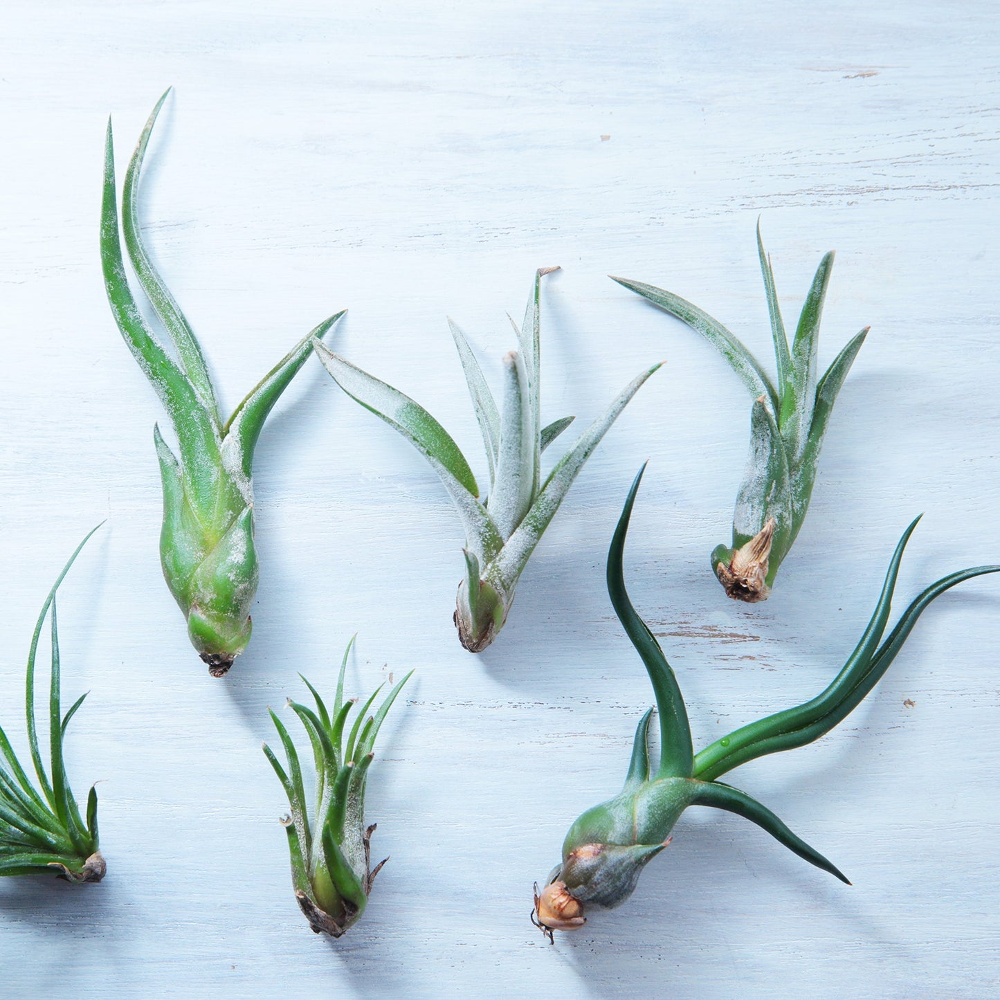 Easy to Grow Tillandsia Air Plants Assorted Variety 5 Pack - Humidity Loving Shade Plants or Houseplants