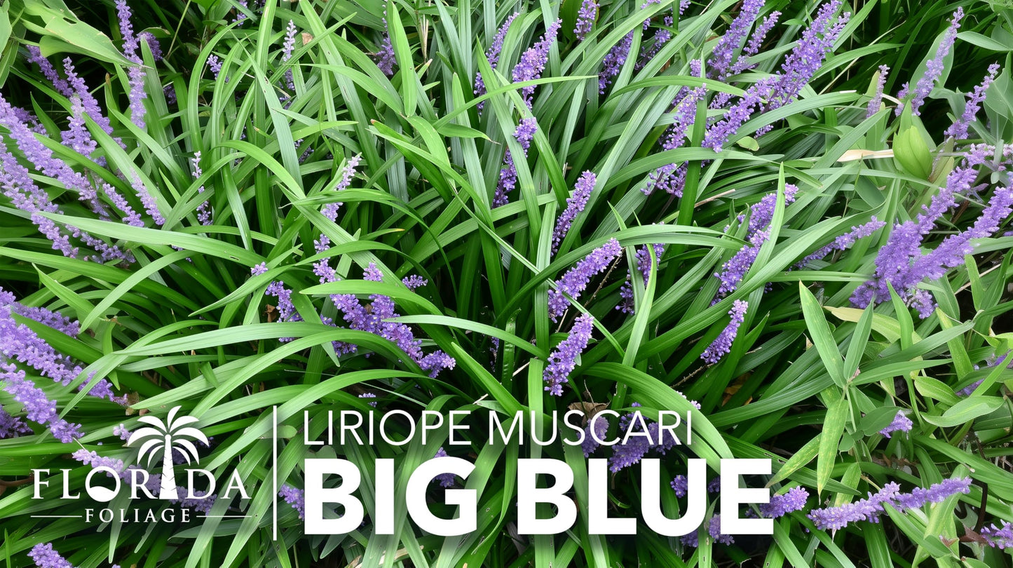 Liriope Big Blue | 40 Live Plants | Liriope muscari | Lavender Blue Flowers | Evergreen Ground Cover for Shade | Landscape Borders for Walkways and Beds