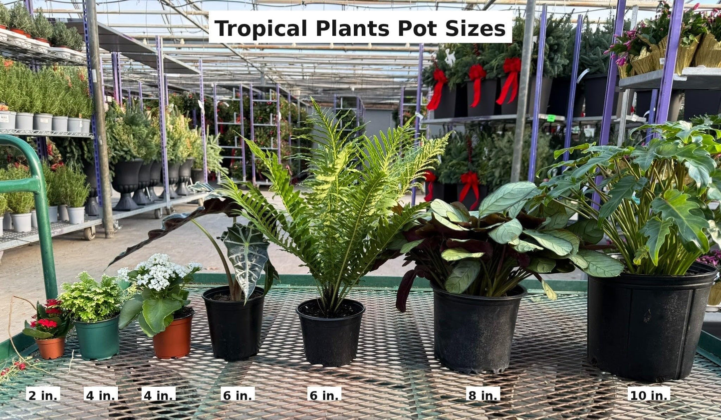 RedCrocus - RedCrocus Cape Jasmine Gardenia 'Aimee' Bush - Evergreen Fragrant Shrub - Full Sun to Partial Shade Perfect for Gardens & Containers 10" Pot