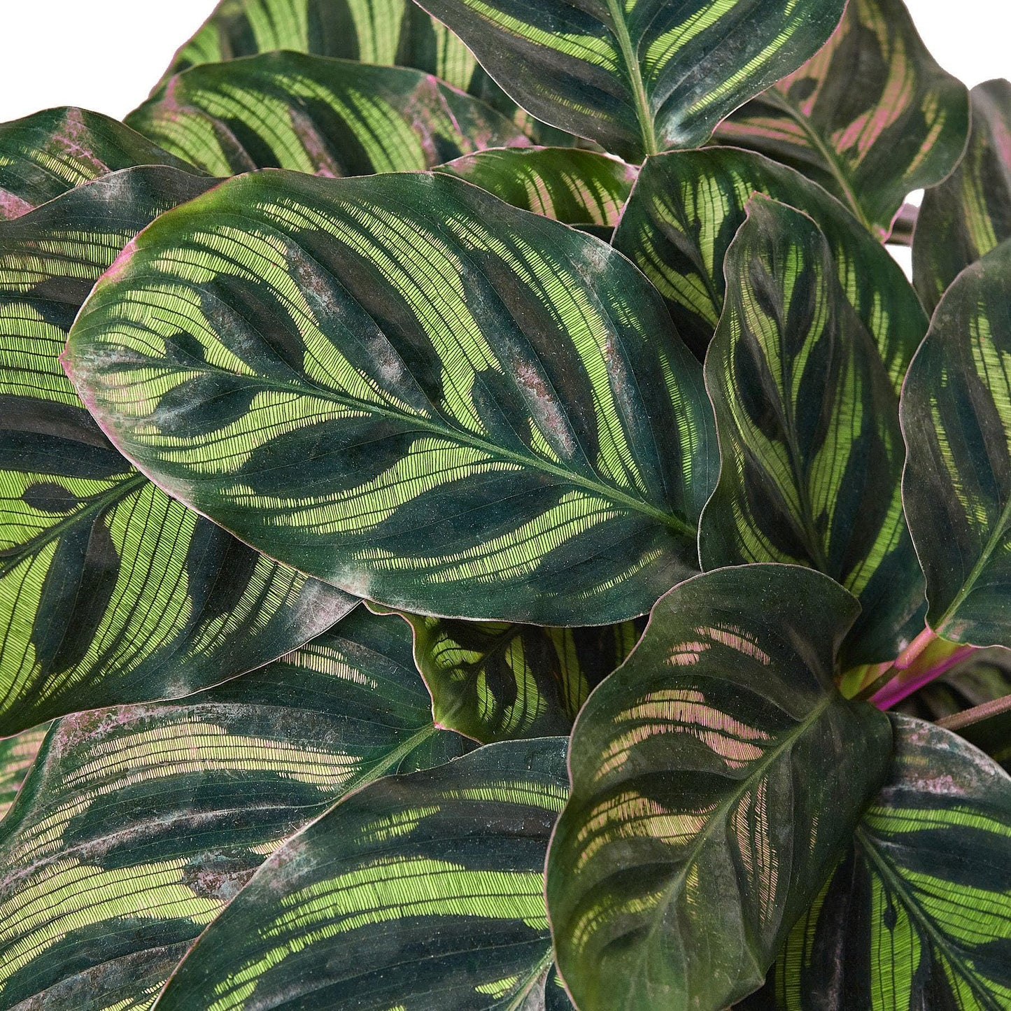 2 Pack Calathea 'Makoyana' in 6in Pot - Live Tropical Houseplant - Easy to Grow | Air Purifying | Pet Friendly | Variegated | USA Growers | The Snobby Leaf