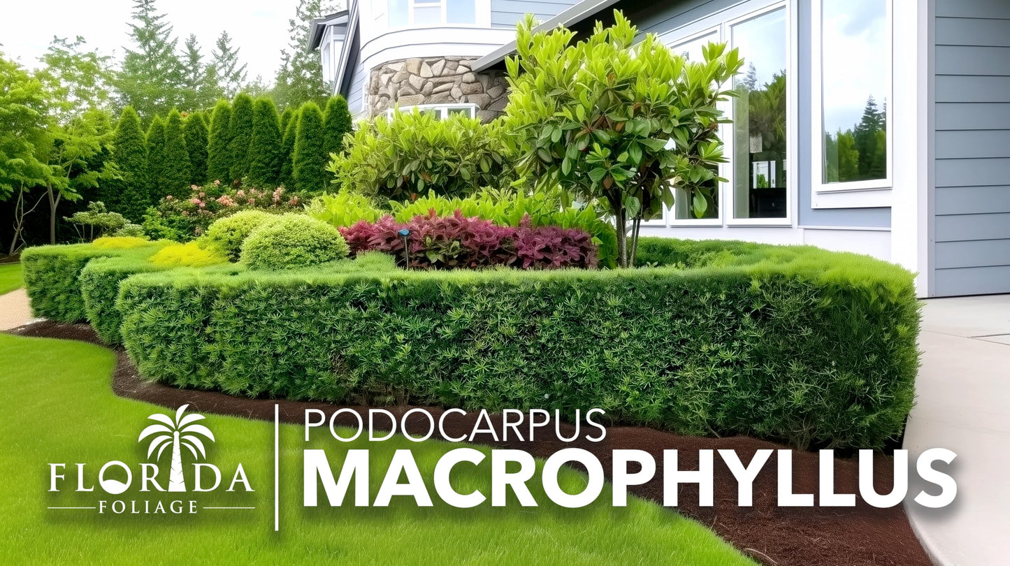 Podocarpus Macrophyllus Japanese Yew | 40 Live Plants | Podocarpus macrophyllus | Privacy Hedge Shrub | Evergreen Landscaping Plants for Gardens & Borders