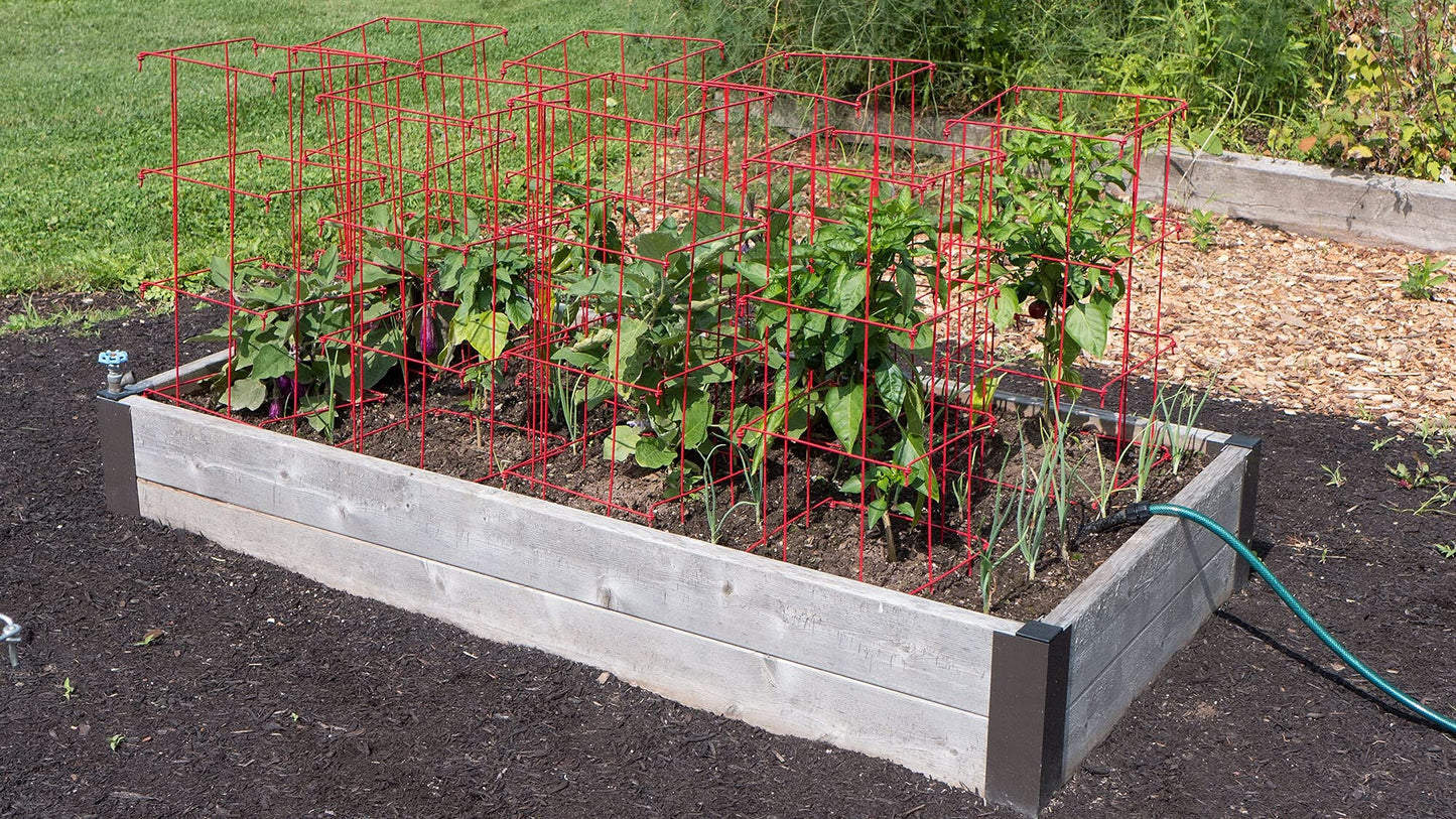 Gardeners Supply Company Pepper and Eggplant Cages Plant Stand | Heavy Gauge Sturdy Garden Plants Support for Eggplants Peppers and Other Climbing Plants | No Assembly Needed | Green 24"H (Set of 3)