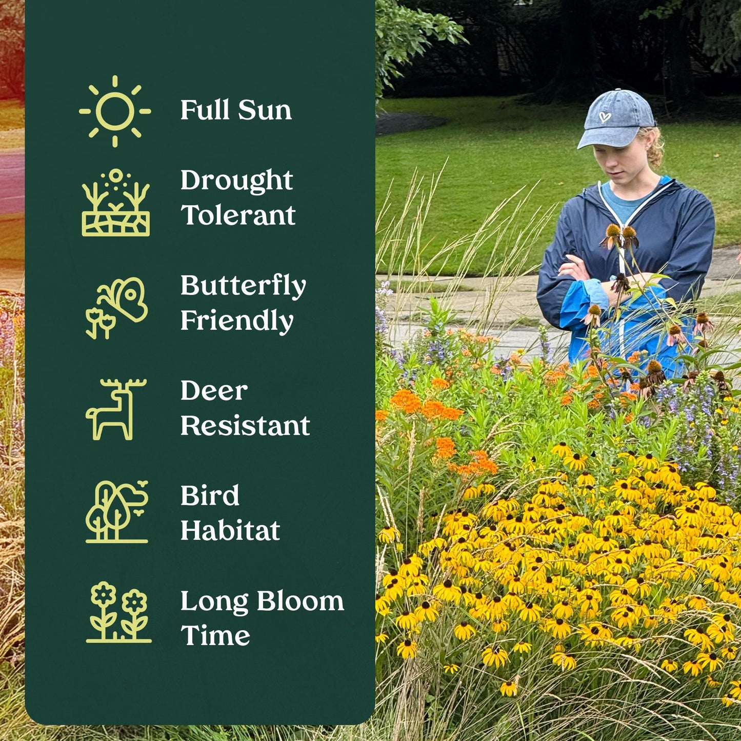 Willowy Mint 6 Live Plants (Monardella viminea) – California Native Wildflower for Outdoor Gardens, Drought Tolerant Pollinator Friendly Landscaping