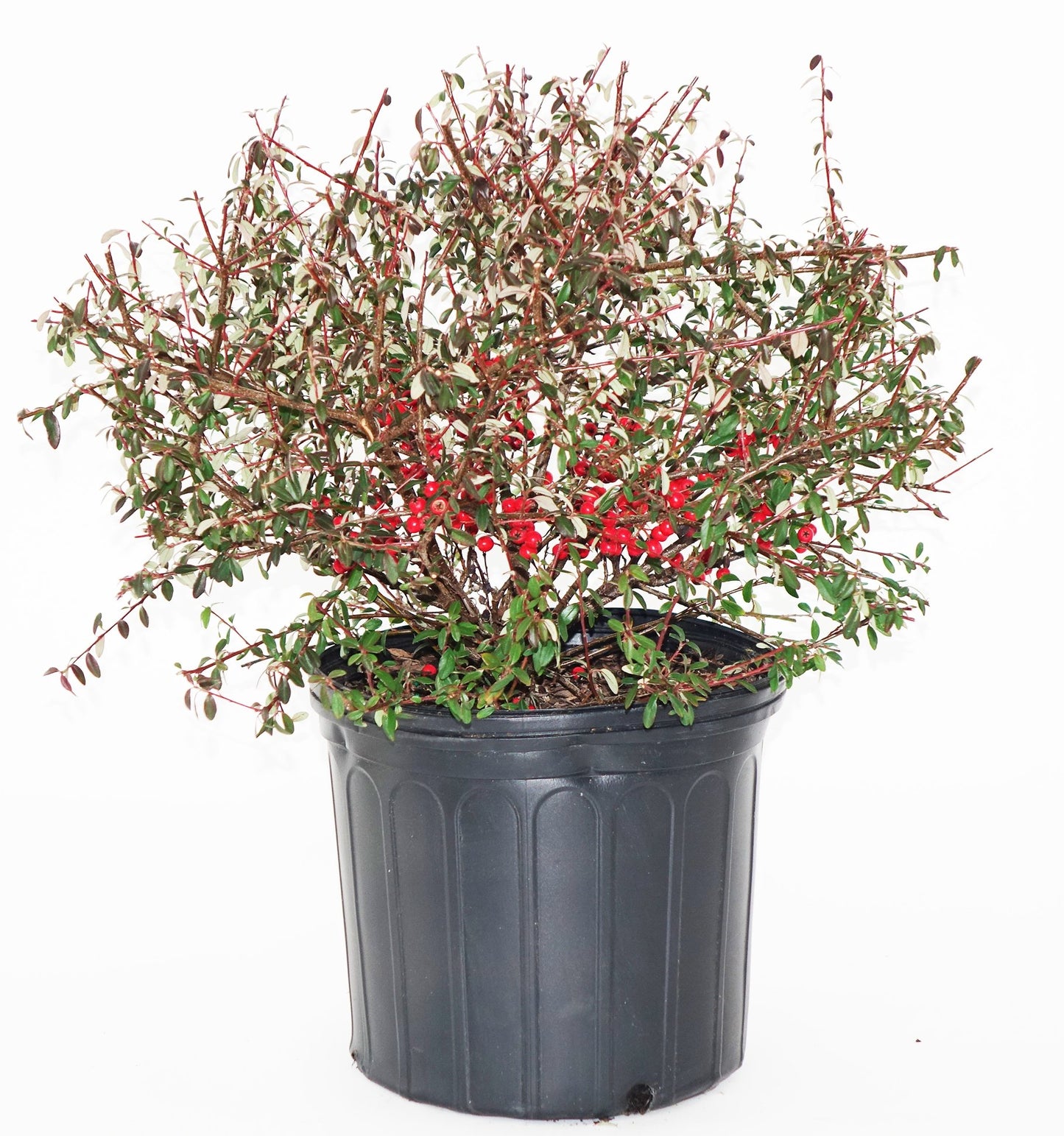 Cotoneaster dammeri 'Coral Beauty' (Coral Beauty Cotoneaster) Shrub, 3 - Size Container