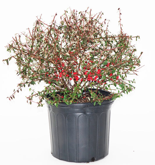 Cotoneaster dammeri 'Coral Beauty' (Coral Beauty Cotoneaster) Shrub, 3 - Size Container