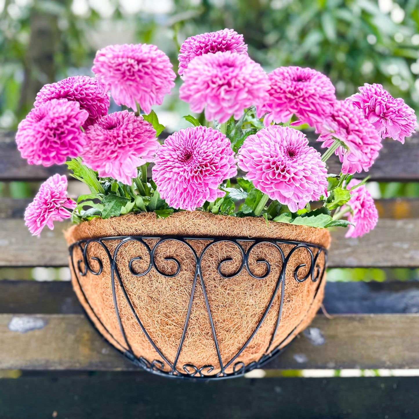 LaLaGreen Outdoor Wall Planters (4 Pack, 12 Inch) Black Metal Wall Mounted Hanging Basket with Coco Liner, Flower Pot Plant Holder Semi-Circle Planter for Fence Railing Deck Porch Balcony Garden Decor
