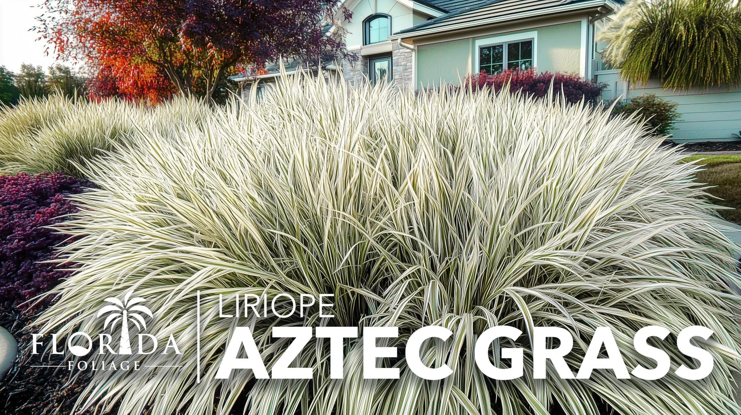 Aztec Grass | 30 Live Bare Root Pips | Liriope Muscari ‘Aztec Grass’ | Variegated Liriope | Ornamental Grass for Borders | Low Maintenance Ground Cover Plants