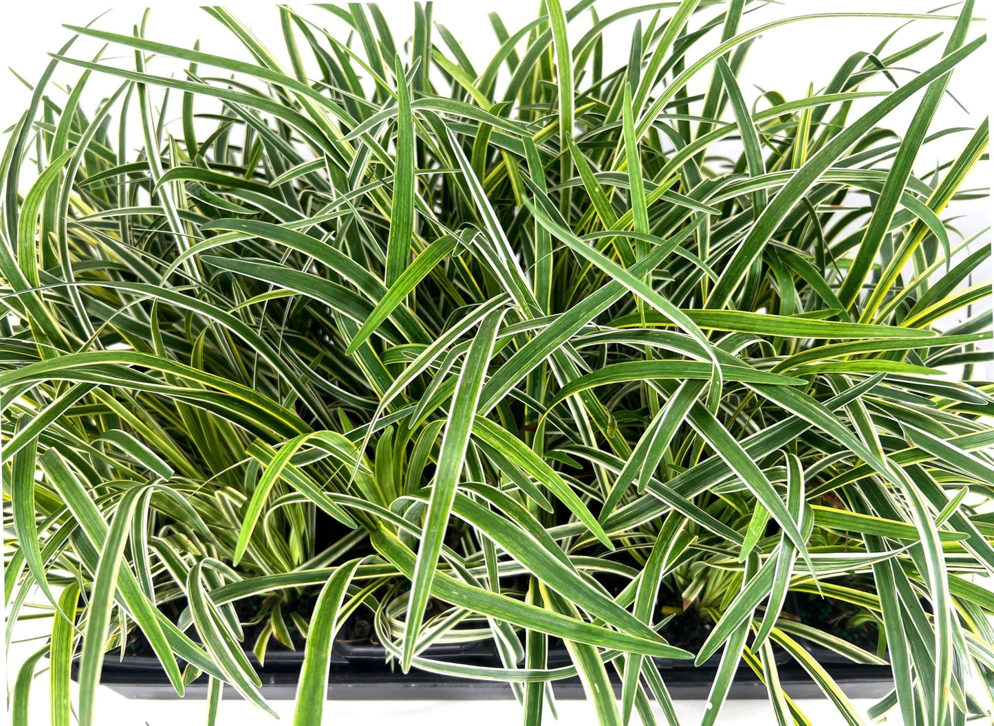 Variegated Liriope | 36 Live 4 Inch Pots | Liriope Muscari Variegata | Ornamental Ground Cover Plants | Evergreen Foliage