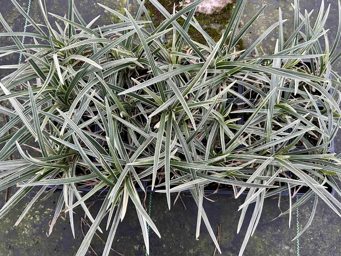 Aztec Grass Live Plant, Variegated Green and White Foliage, Ornamental Grass for Garden and Landscape (1, 4 in -18 Count)