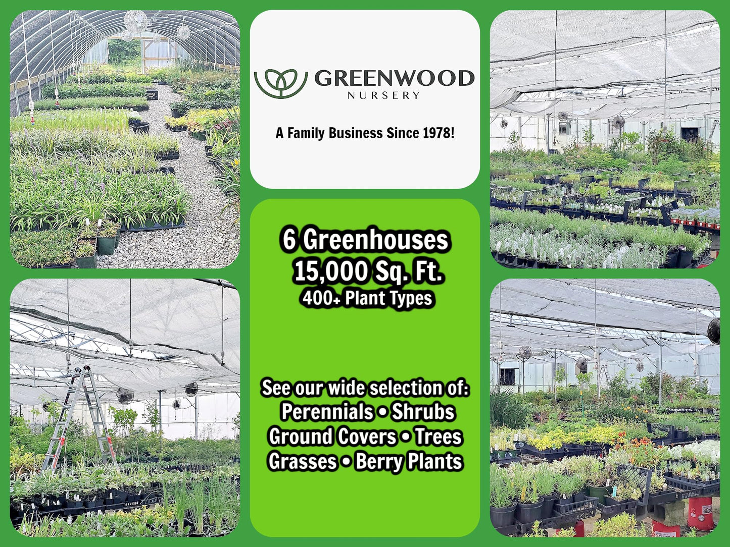 Greenwood Nursery: Live Shrub Plants - 'Hakuro-Nishiki' Japanese Dappled Willow + Salix Integra - [Qty: 1x Quart Pot] - (Click for Other Available Plants/Quantities)