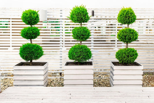 Topiary Eugenia 3-Ball Tree 3gal Pot 4-5ft High