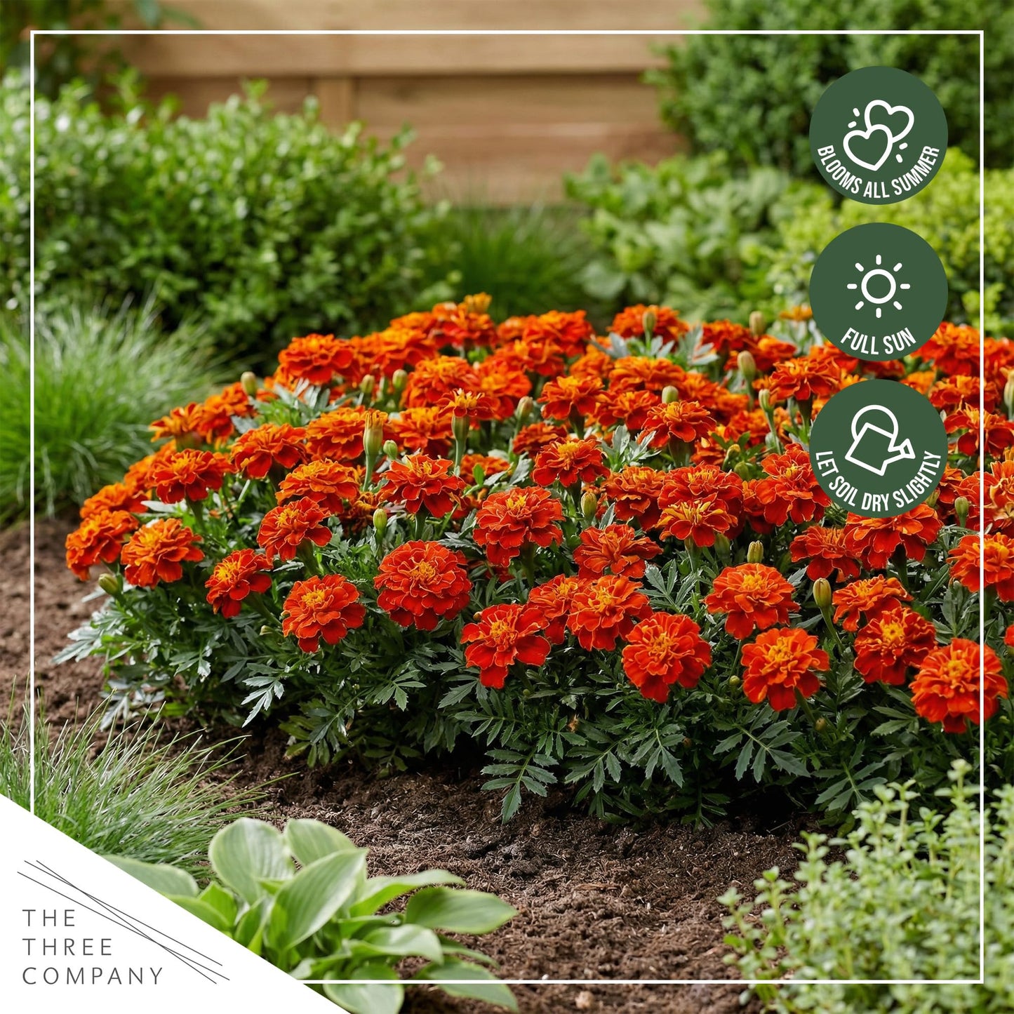 Live Flowering Marigold - Durango Red (4 Per Pack), Beautiful Spring Color, 8" Tall by 4" Wide in 1 Pt Pot
