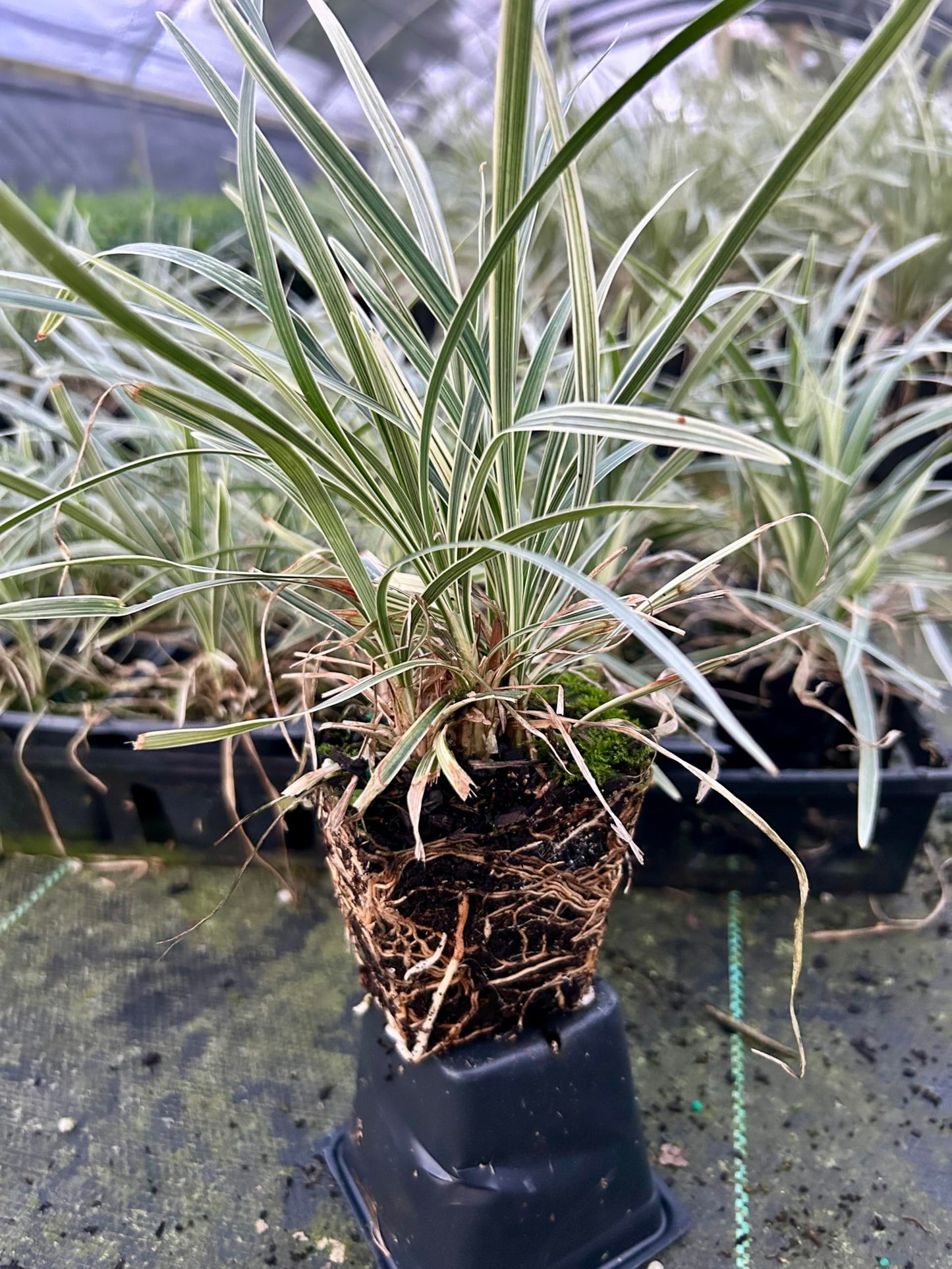Aztec Grass Live Plant, Variegated Green and White Foliage, Ornamental Grass for Garden and Landscape (3, 4 in-18 Count)