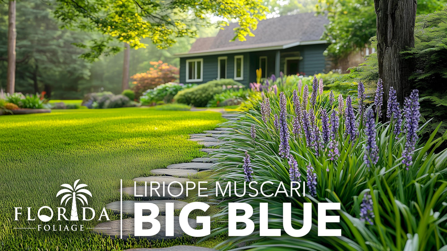 Liriope Big Blue | 1 Large Trade Gallon Size Plant | Liriope muscari | Lavender Blue Flowers | Evergreen Ground Cover for Shade | Landscape Borders for Walkways and Beds