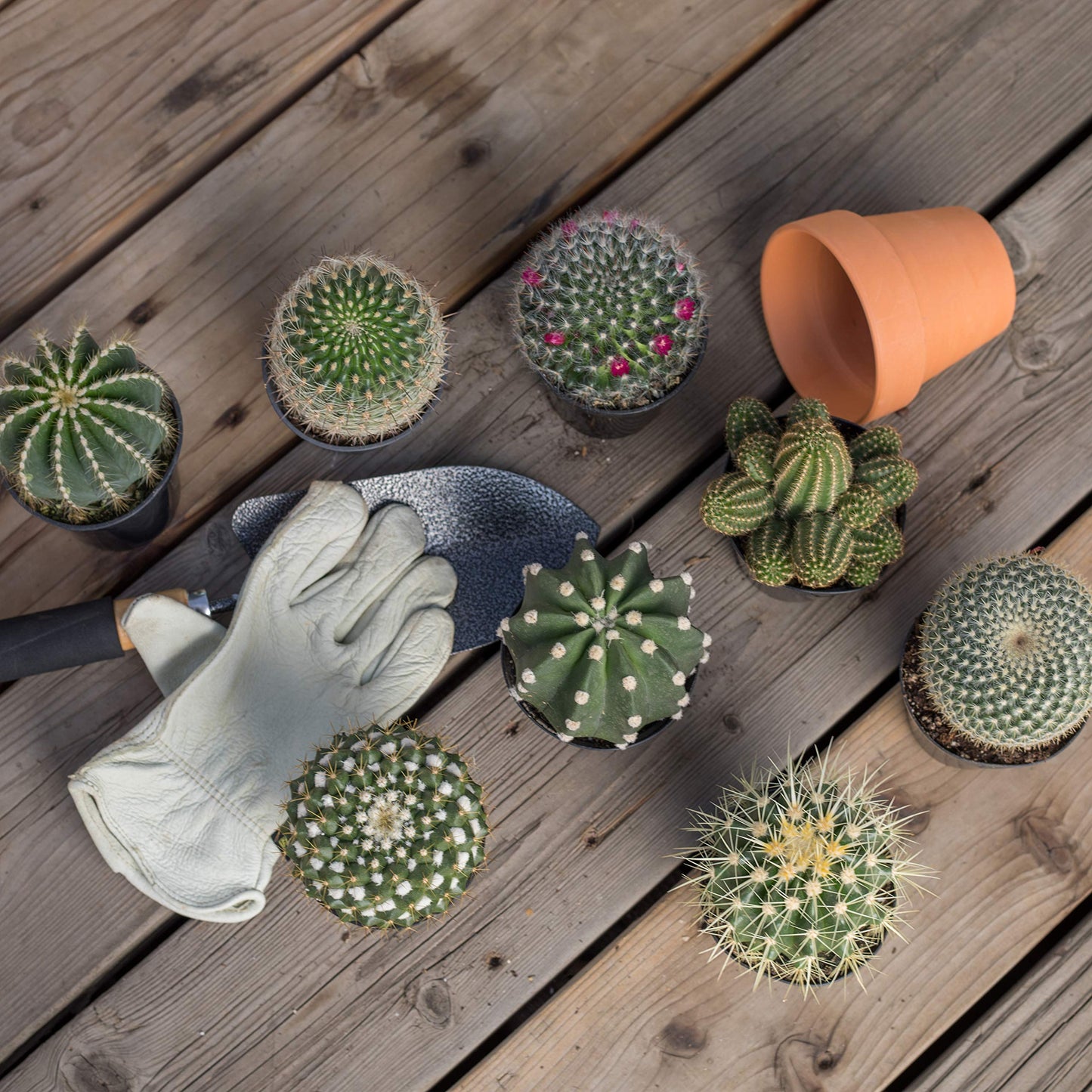 Altman Plants, Assorted Cactus Plants Live Succulents (3 Pack), Live Cactus Plant Lover Gifts, Cacti Succulents Plants Live Houseplants, Succulent Indoor Plants Live Plants in Cactus Soil Potting Mix