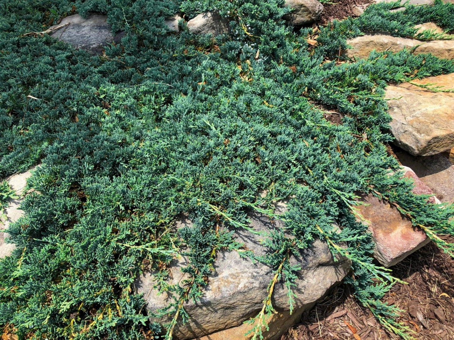 Blue Rug Juniper Wiltonii | 2 Extra Large Trade 3 Gallon Plants | Juniperus Horizontalis | Creeping Ground Cover, Low Maintenance, Drought Tolerant, Evergreen Foliage, Fast Growing Erosion Control