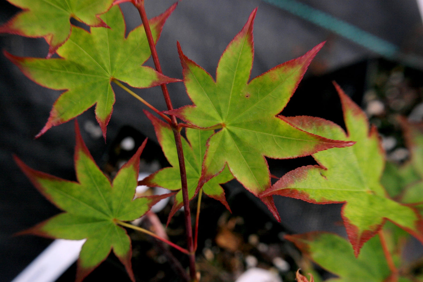 Shigarami Japanese Maple 2 - Year Graft