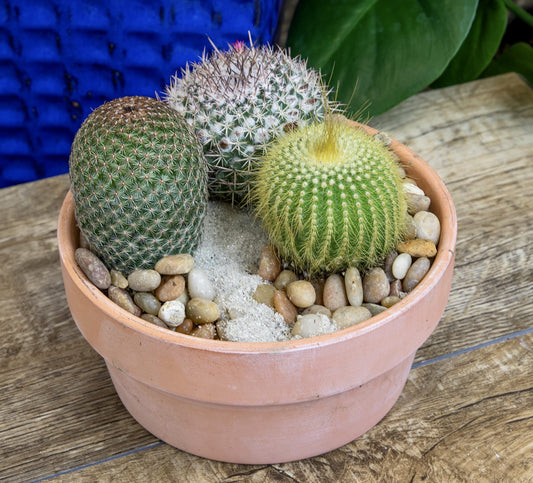 Altman Plants, Assorted Cactus Plants Live Cactus Decor (4PK), Cactus Plant Live Succulents Plants Live in Cactus Soil Potting Mix, Live Cacti Plants Live Succulent Plants Live Plants in Cactus Pot