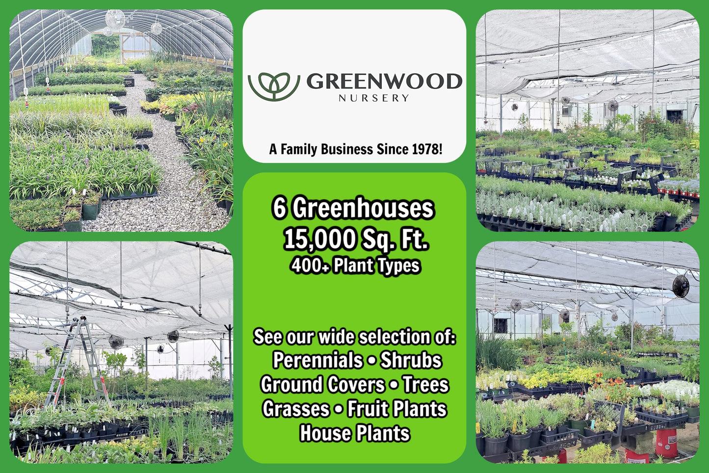 Greenwood Nursery: Live Shrub Plants - 'Hakuro-Nishiki' Japanese Dappled Willow + Salix Integra - [Qty: 1x Quart Pot] - (Click for Other Available Plants/Quantities)