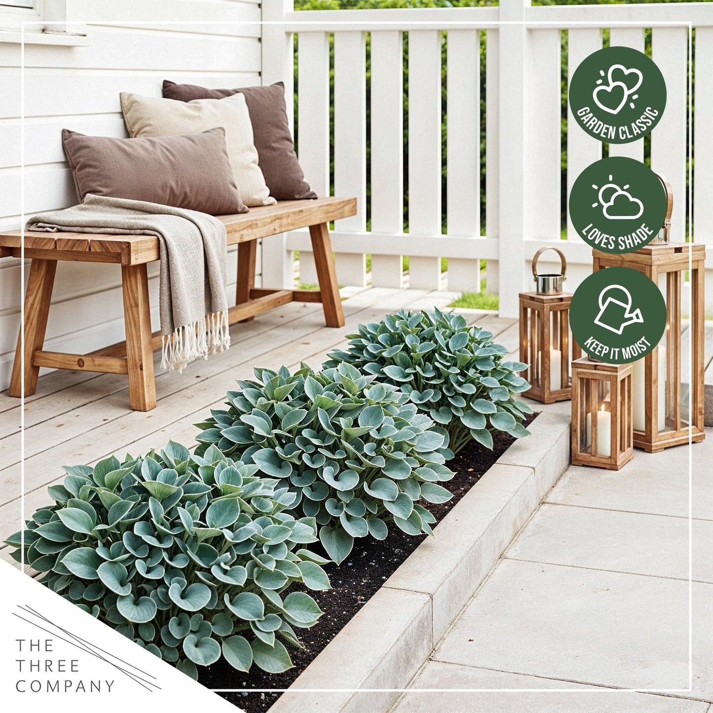Live Perennial Hosta - Blue Mouse Ears (3 Plants Per Pack) Beautiful Accent Plant, 10" Tall by 4" Wide in 1 Qt Pot