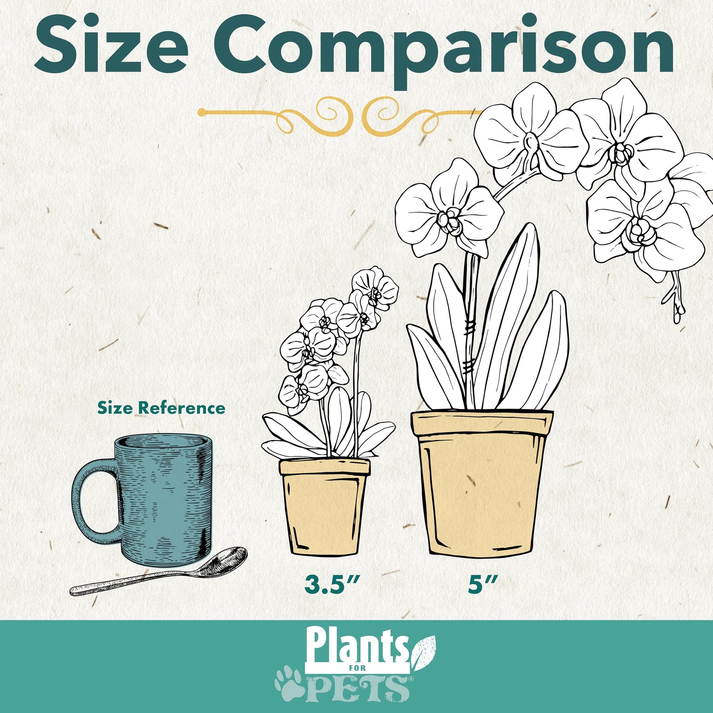Premium Yellow Live Orchid Plant Blooming in 3.5" Blue & White Orchid Pot, Live Plants, Houseplant Gifts, Approx. 16" Tall, Pet Friendly Houseplants, Phalaenopsis Moth Flower by Plants for Pets