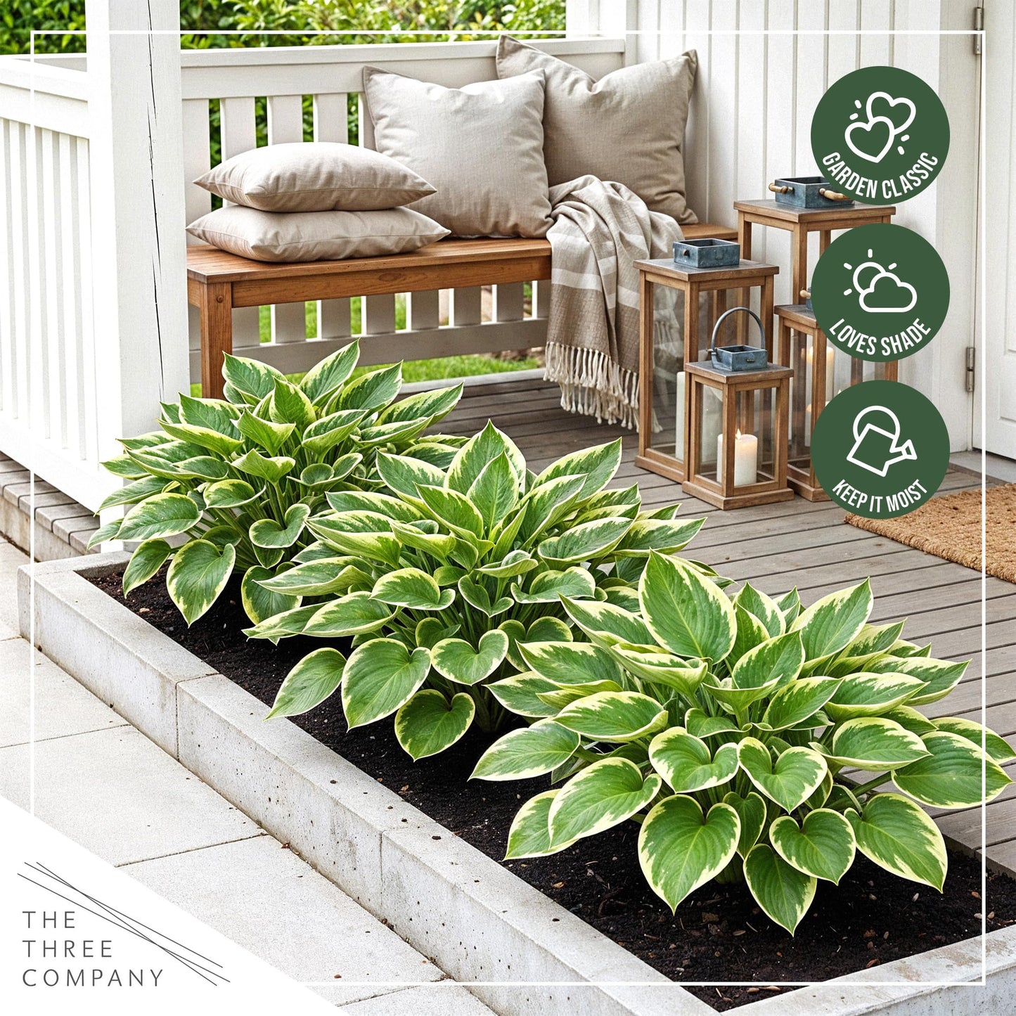 Live Perennial Hosta - Pilgrim (3 Plants Per Pack) Beautiful Accent Plant, 10" Tall by 4" Wide in 1 Qt Pot