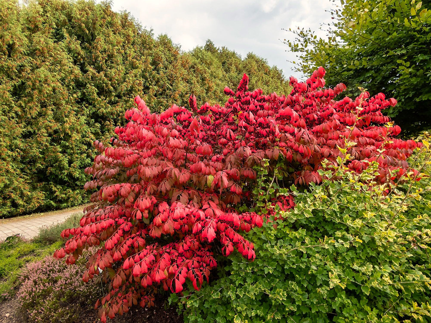 Greenwood Nursery: Live Shrub Plants - Dwarf Burning Bush + Euonymus Alatus - [Qty: 1x 3.5 Pot] - (Click for Other Available Plants/Quantities)