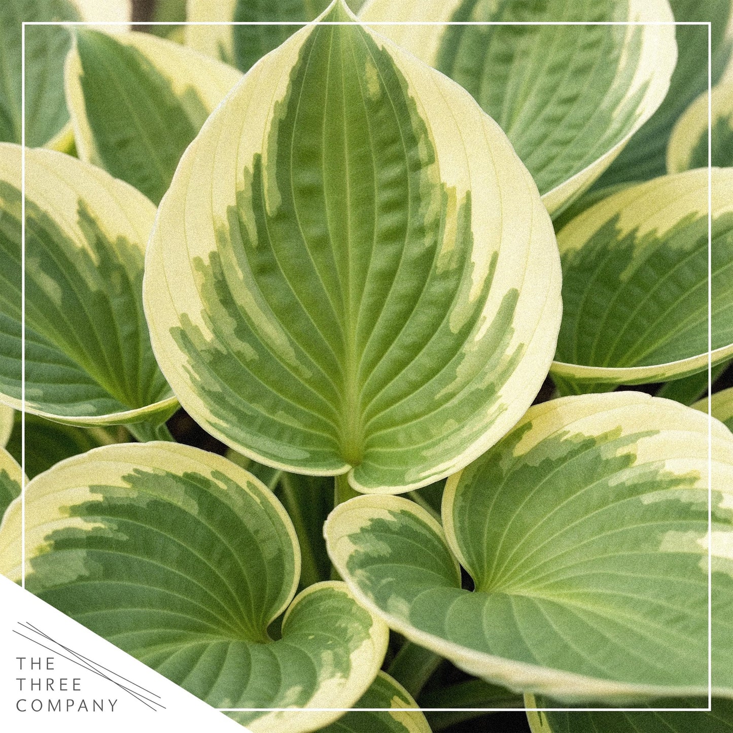Live Perennial Hosta - Pilgrim (3 Plants Per Pack) Beautiful Accent Plant, 10" Tall by 4" Wide in 1 Qt Pot