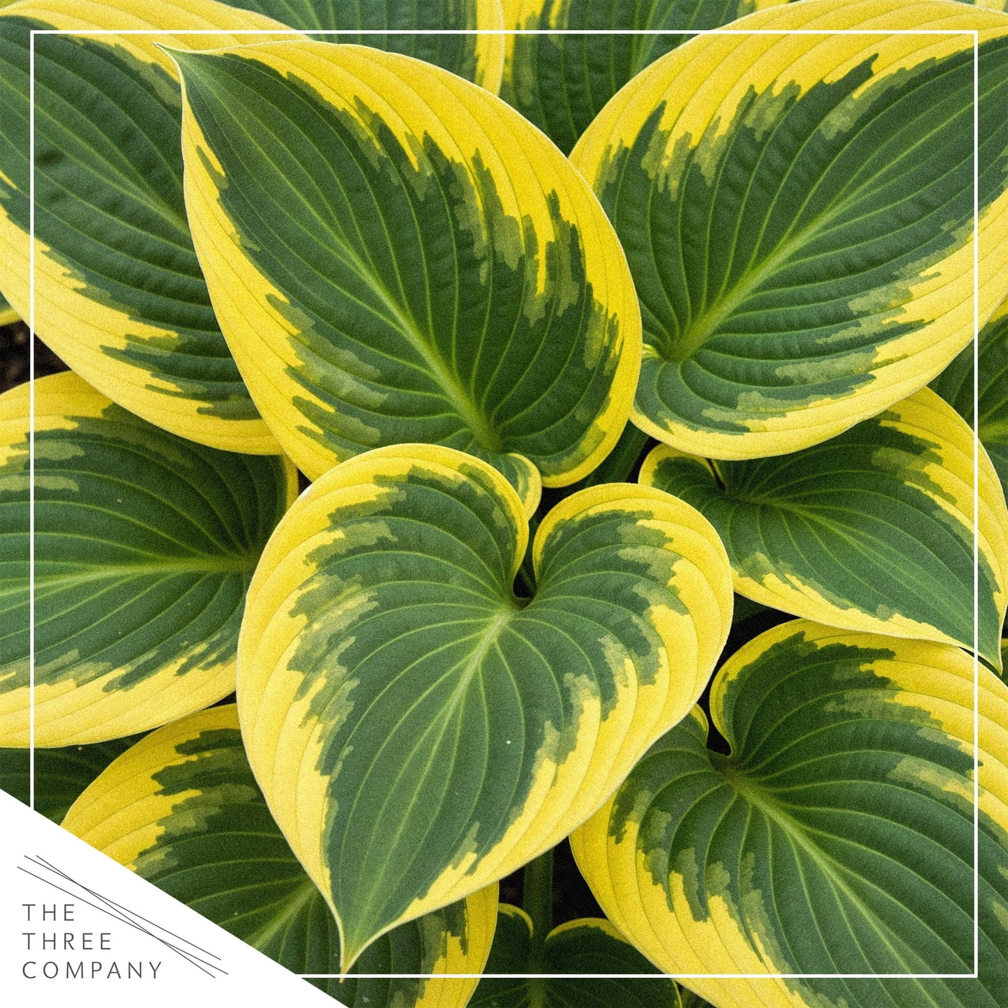 Live Perennial Hosta - Queen Josephine (3 Plants Per Pack) Beautiful Accent Plant, 10" Tall by 4" Wide in 1 Qt Pot