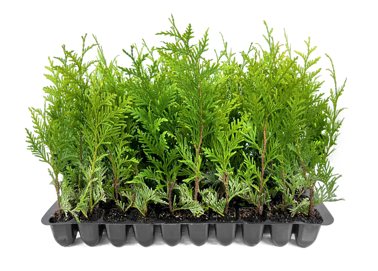 Thuja Green Giant Arborvitae - 30 Live Trees 2" Pot Size - Evergreen Privacy Plants