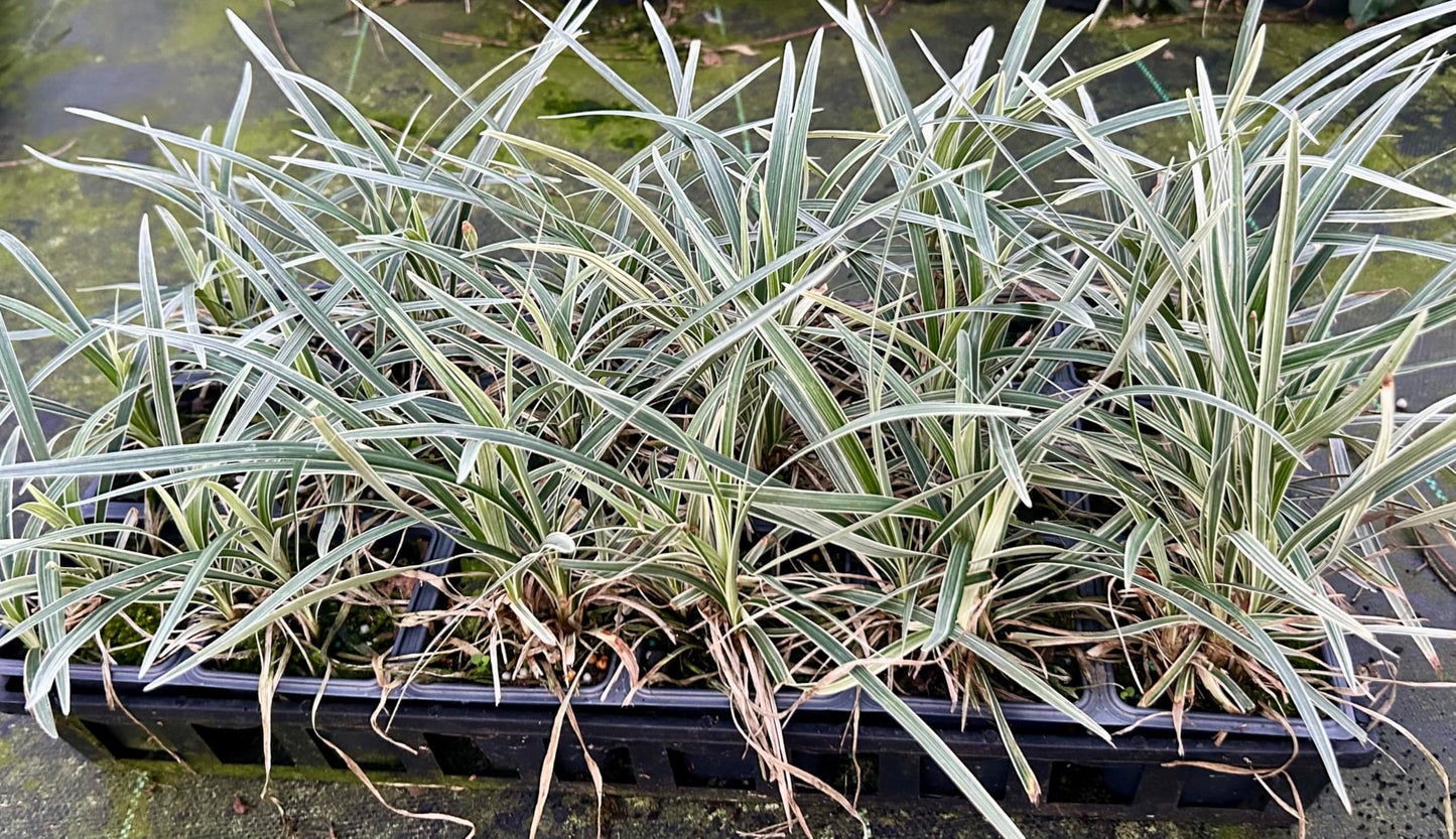 Aztec Grass Live Plant, Variegated Green and White Foliage, Ornamental Grass for Garden and Landscape (2, 4 in-18 Count)