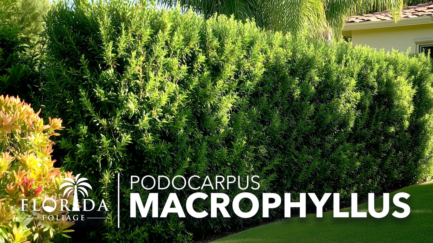 Podocarpus Macrophyllus Japanese Yew | 10 Live Plants | Podocarpus macrophyllus | Privacy Hedge Shrub | Evergreen Landscaping Plants for Gardens & Borders