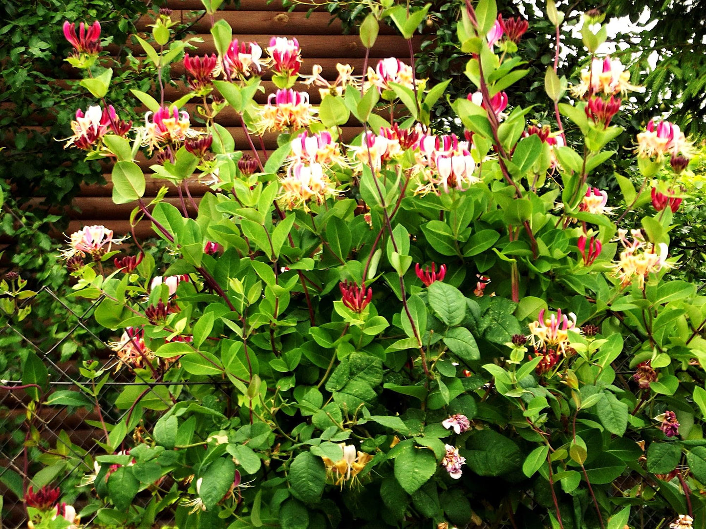 Greenwood Nursery: Live Shrub Plants - Winter Honeysuckle + Lonicera Fragrantissima - [Qty: 3X 3.5 Pots] - (Click for Other Available Plants/Quantities)