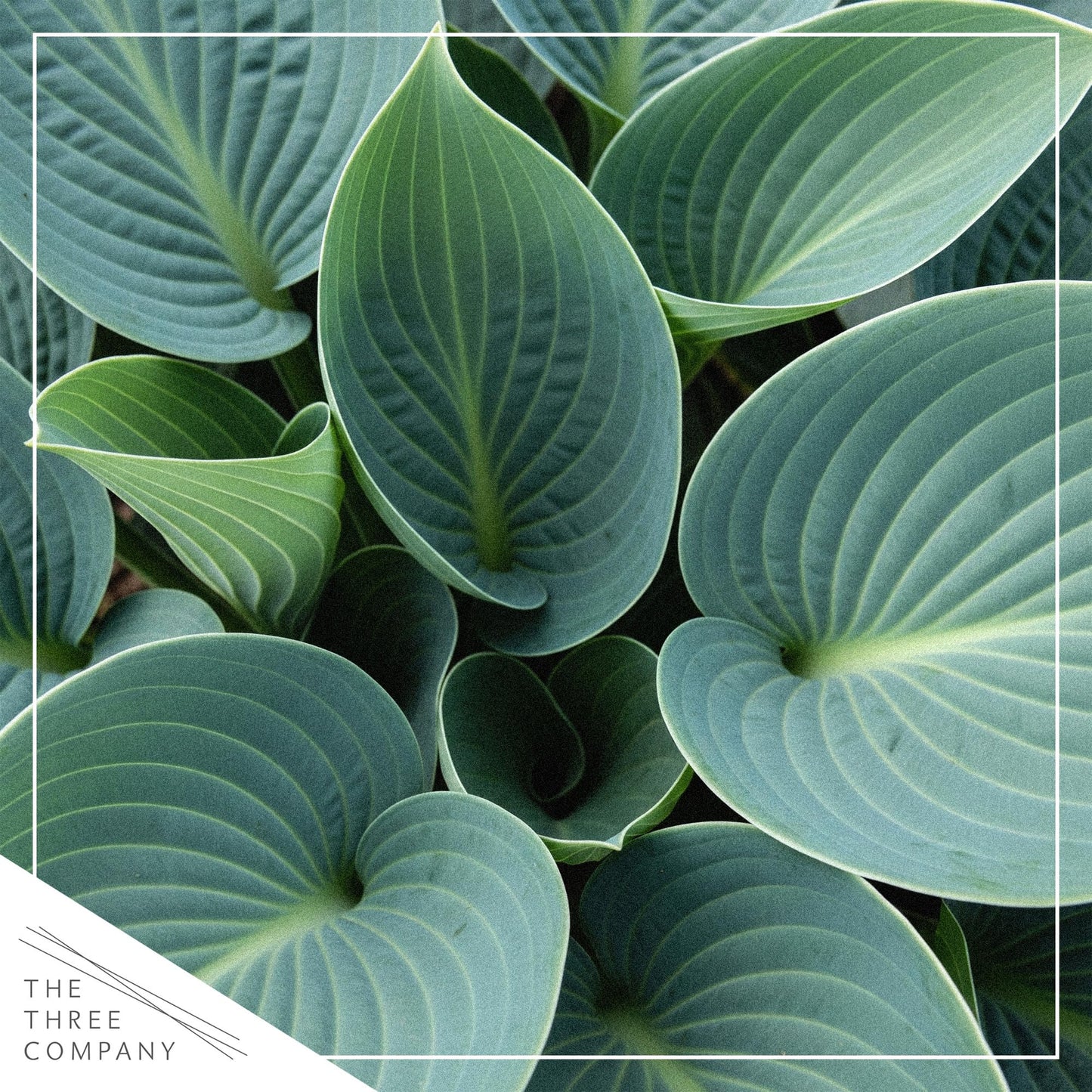 Live Perennial Hosta - Abiqua Drinking Gourd (3 Plants Per Pack) Beautiful Accent Plant, 10" Tall by 4" Wide in 1 Qt Pot