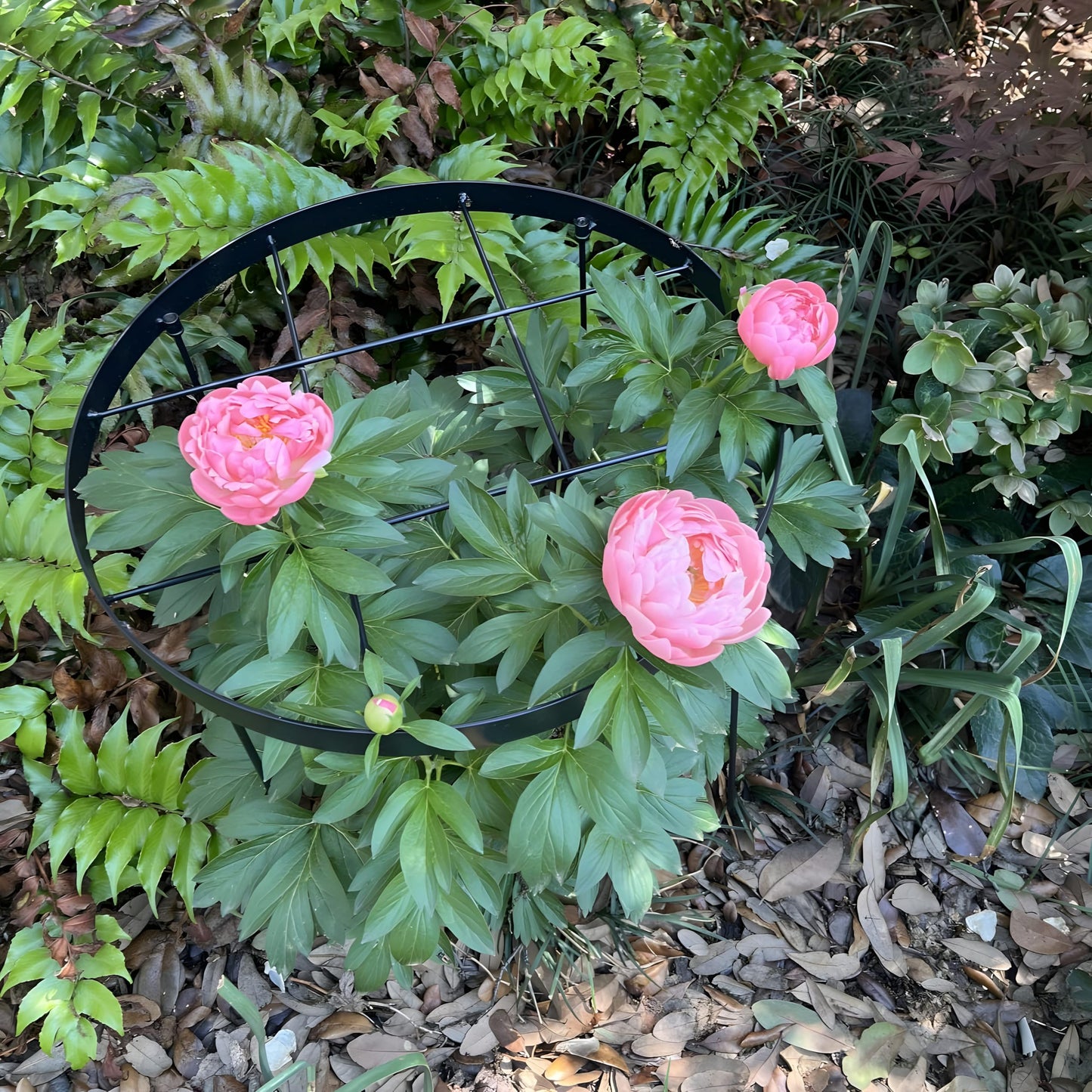 GOOOXIM Large Peony Cages and Supports 18.9"x23.6" - Durable Round Garden Flower Rings | Tall Plant Support Stakes for Outdoor Peonies | Enhances Peony Planting Success with Secure Grounding