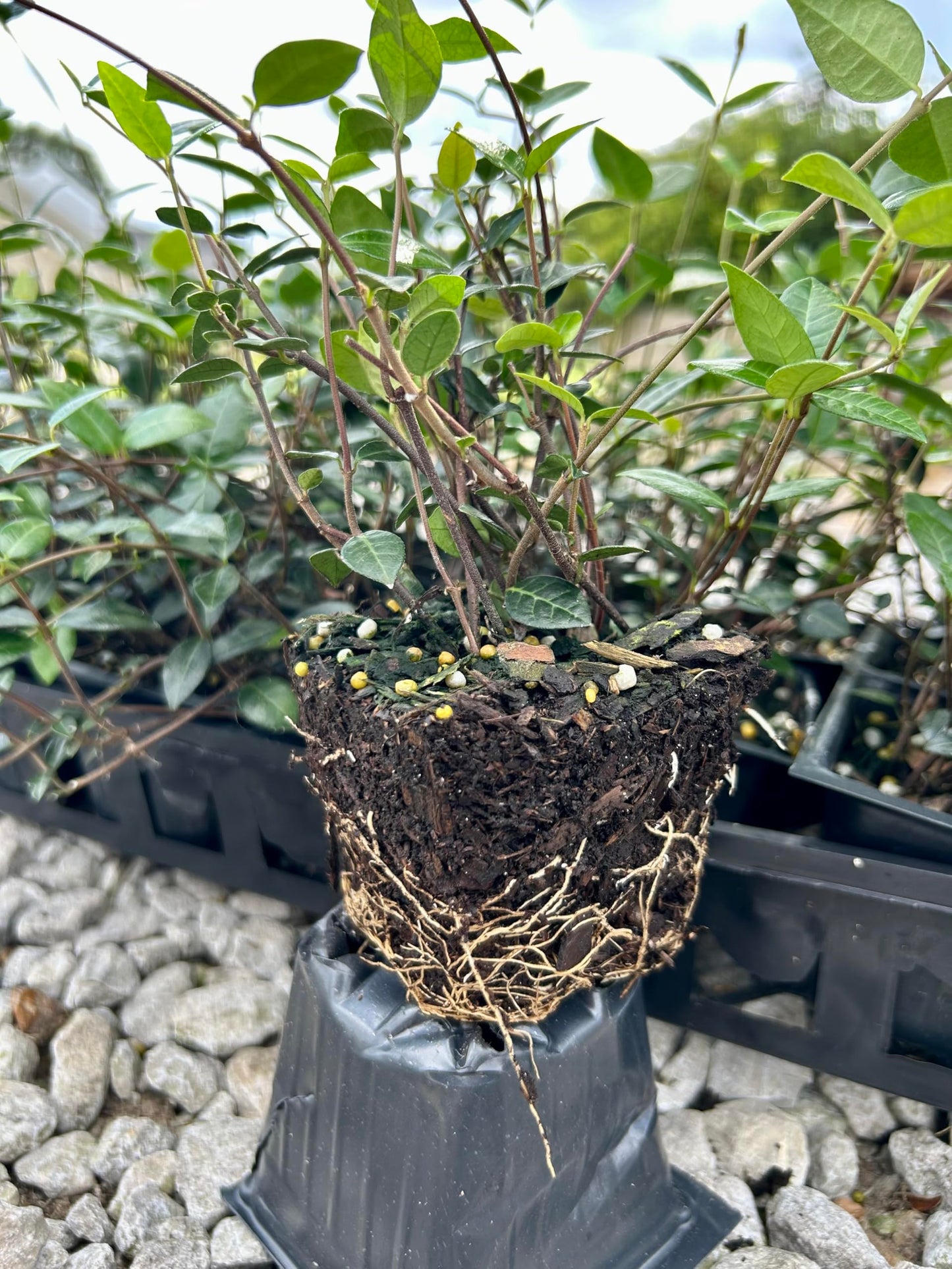Asiatic Jasmine Live Plants, 3 inch Pot, Evergreen Ground Cover 18 Count