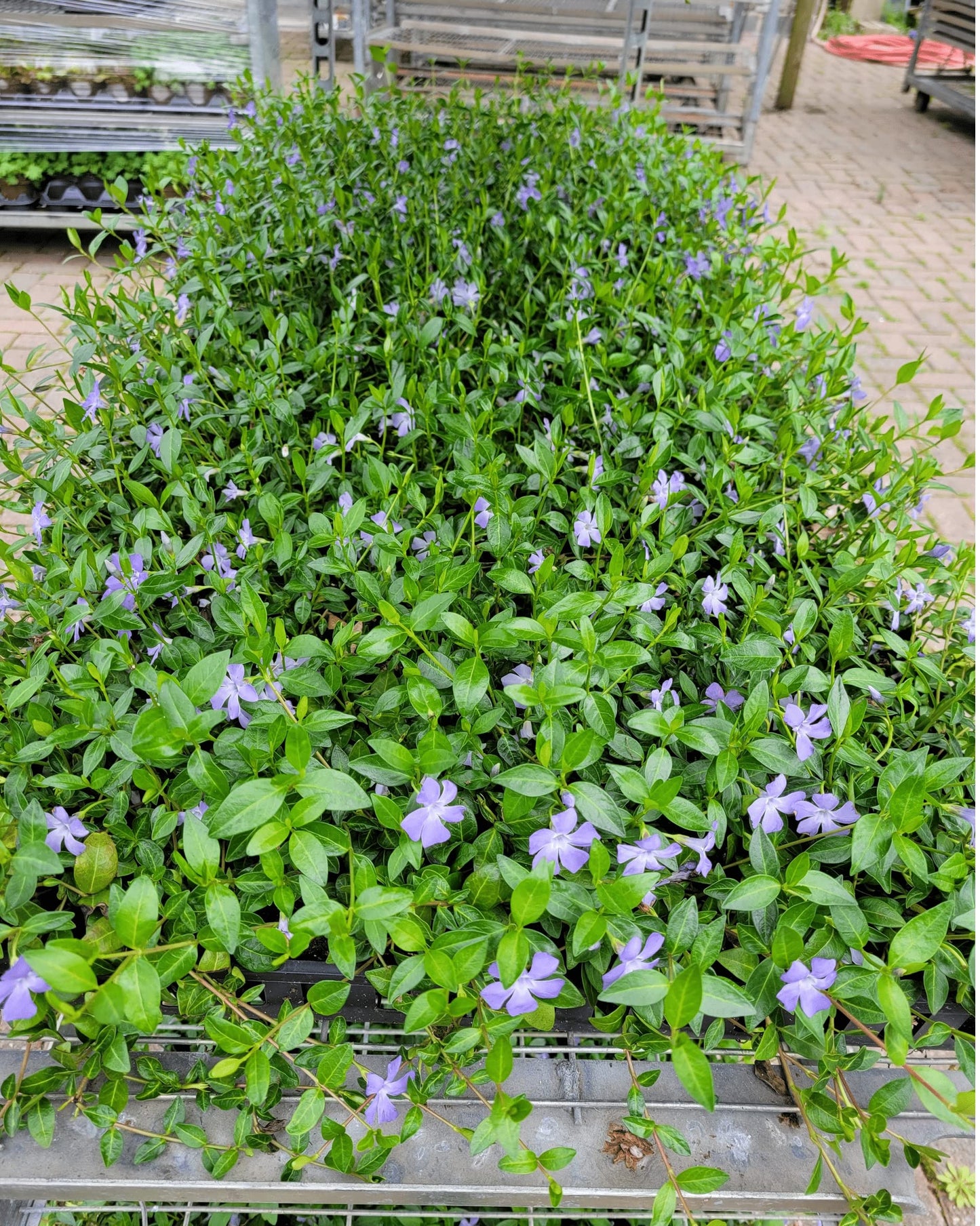 Myrtle Vinca/Periwinkle Hardy Groundcover 50 Plants 2" Pots