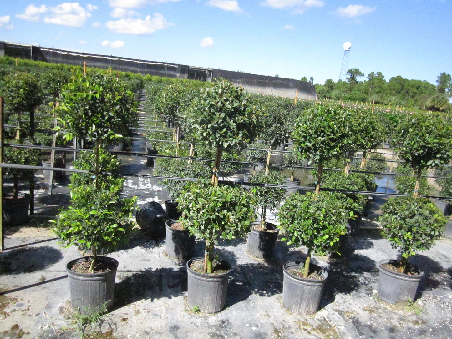 Eugenia 2 Ball Topiary - Live Plant in a 6 Inch Pot - 1-2 Foot Tall - Eugenia Myrtifolium - Beautifully Pruned Outdoor Topiary for Patios and Outdoor Decor