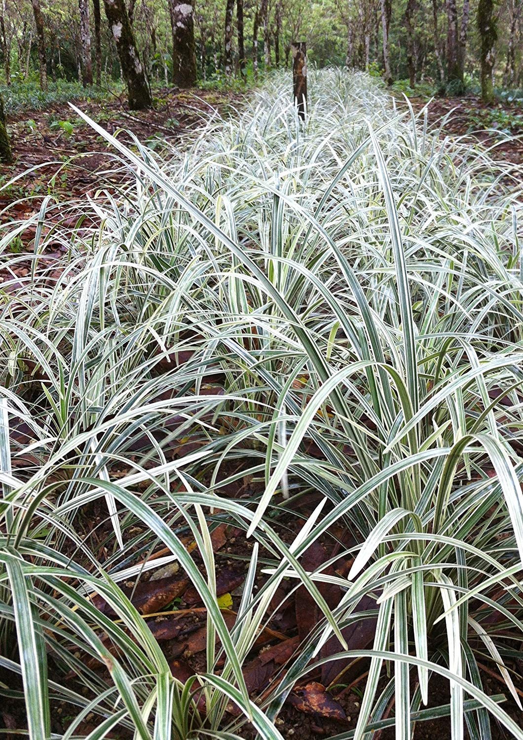 Aztec Grass - 10 Live Plants - Variegated Liriope - Ophiopogon Intermedius Argenteomarginatus