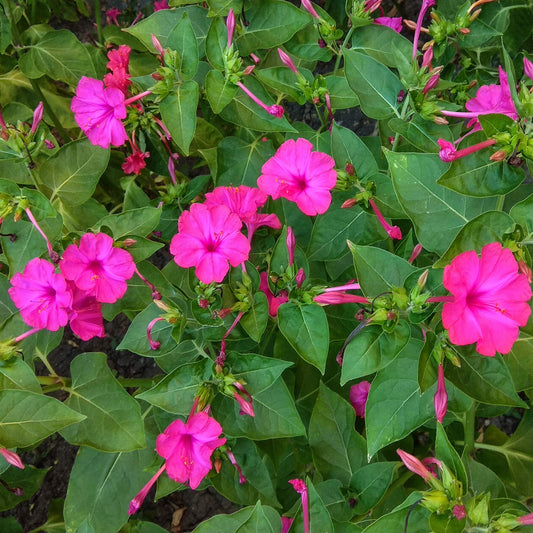 Outsidepride Pink Four O'clock Flower Seeds - 1/4 lb Perennial Fragrant, Trumpet-Shaped Blooms, Deer-Proof & Easy to Grow, for Pollinator & Evening Gardens, Containers, Hedges, or Borders