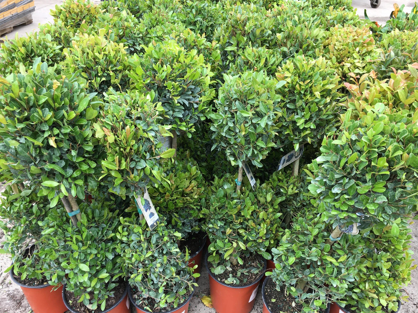 Eugenia 2 Ball Topiary - 5 Live Plants in 6 Inch Pots - 1-2 Foot Tall - Eugenia Myrtifolium - Beautifully Pruned Outdoor Topiary for Patios and Outdoor Decor