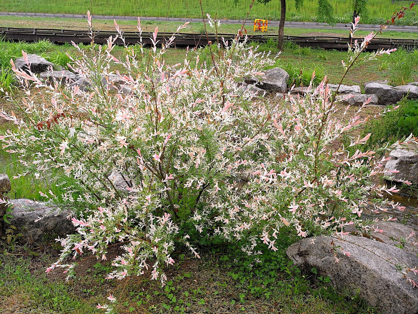 Greenwood Nursery: Live Shrub Plants - 'Hakuro-Nishiki' Japanese Dappled Willow + Salix Integra - [Qty: 1x Quart Pot] - (Click for Other Available Plants/Quantities)