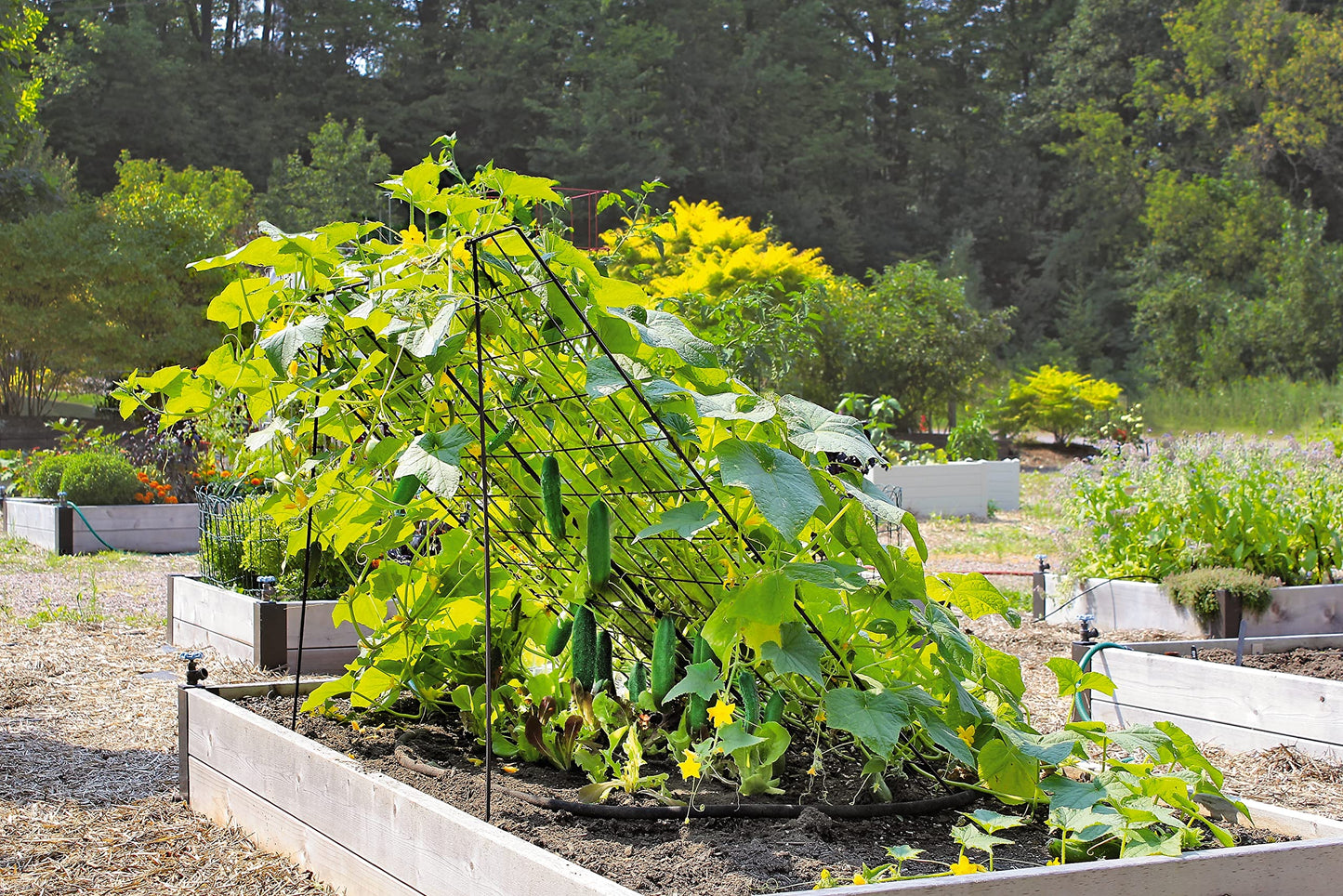Gardeners Supply Company Sturdy Large Cucumber Trellis Support | Foldable Tough Metal Frame for Outdoor Climbing Plants Support | Best for Easy Harvesting and Easy Installation - 48" W x 48" H